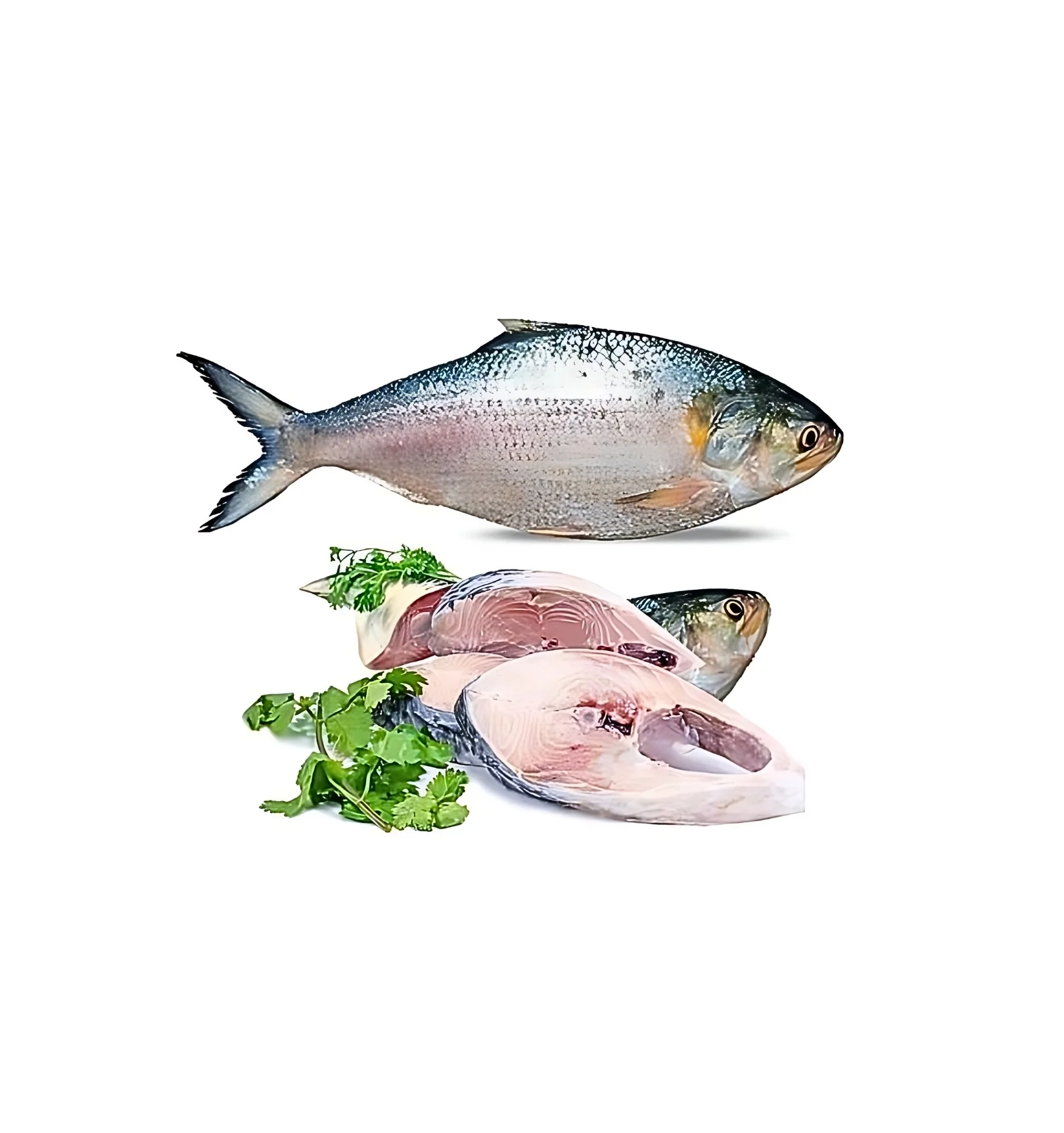 Ilish (Medium) benfarmm