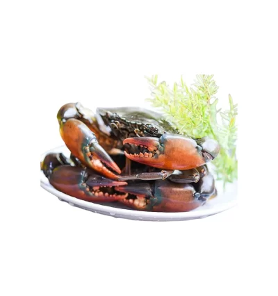 Crab - Medium benfarmm