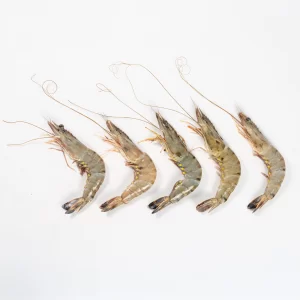 Tiger Prawn Image benfarmm
